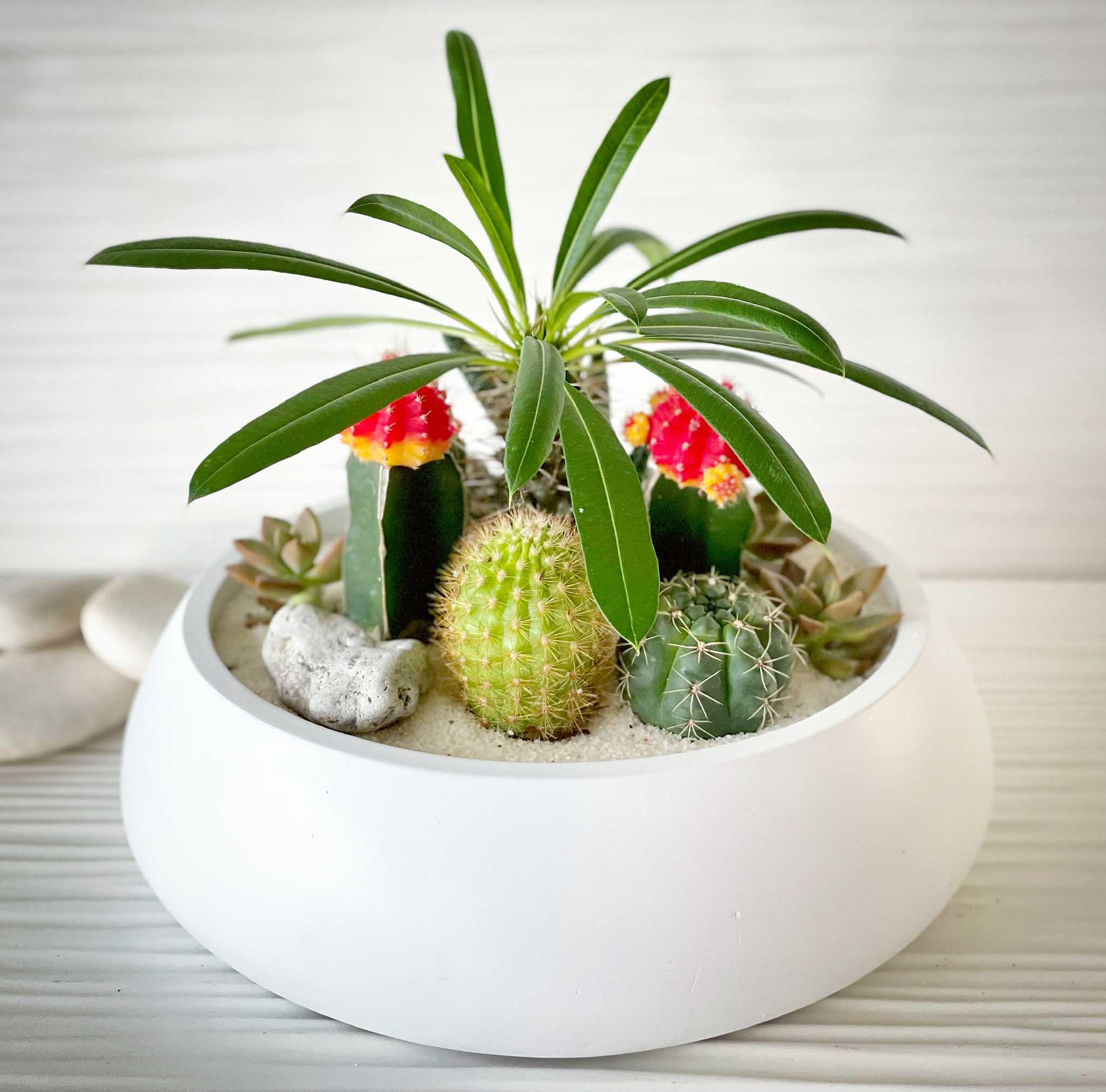 Concreate Garden Cactus/Succulent Arrangement Concreate Garden Cactus/Succulent Arrangement