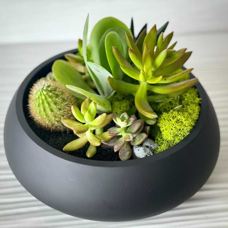 Cactus Succulent Arrangement Large Concrete Matte Black Bowl 10"