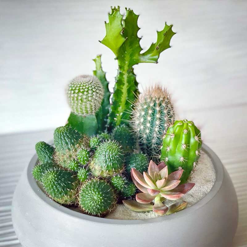 Cactus Succulent Arrangement Large Concrete Grey Bowl 10"