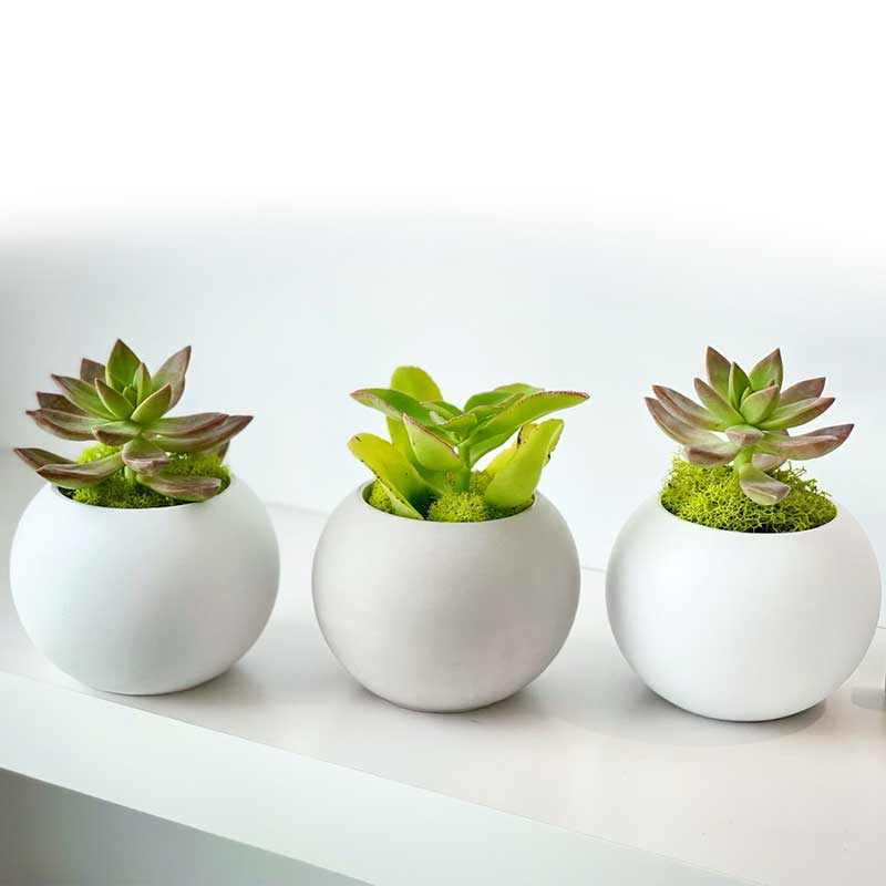 3 Mini Sphere Succulent planter arrengement