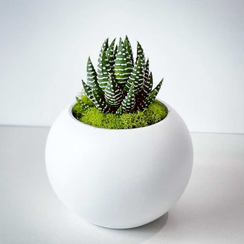 Mini Sphere Succulent