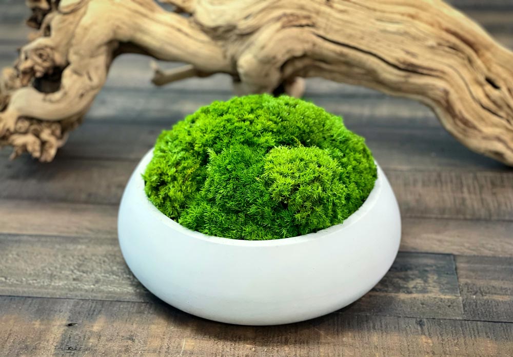 Concreate Garden 10inch moss bowl