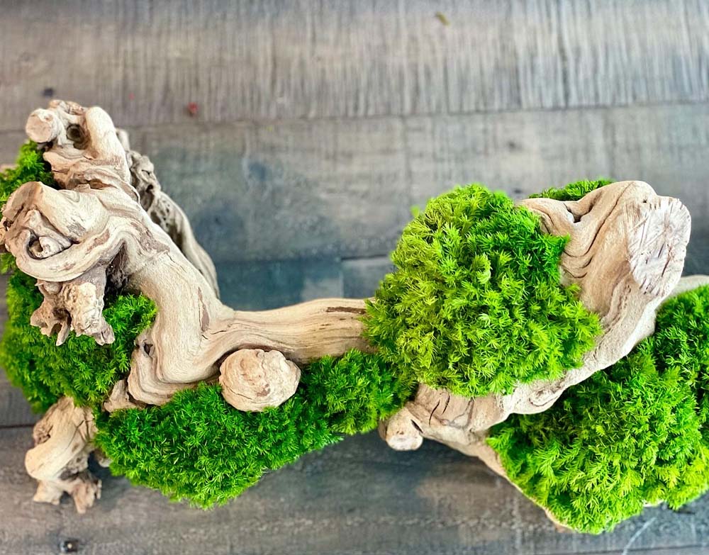 Moss log