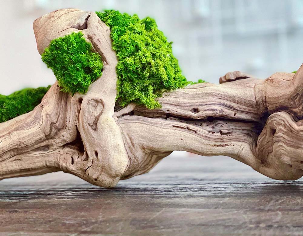 Moss log
